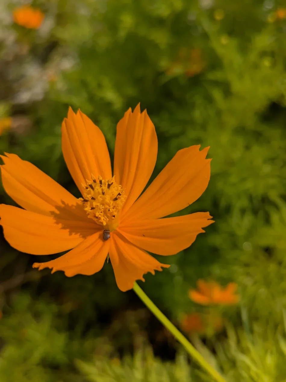 An orange flower in warm sunlight against a soft green garden